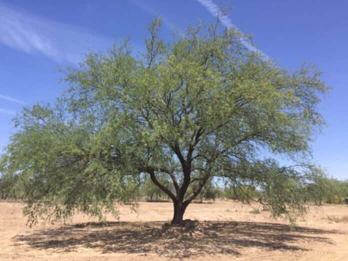 El Mezquite Un súper árbol