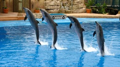 México prohíbe uso de delfines y mamíferos marinos en espectáculos