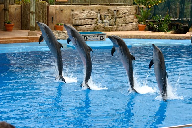 México prohíbe uso de delfines y mamíferos marinos en espectáculos