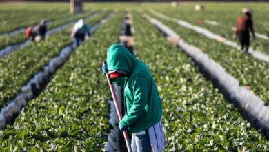 Altiplano Potosino, tierra de explotación laboral agrícola