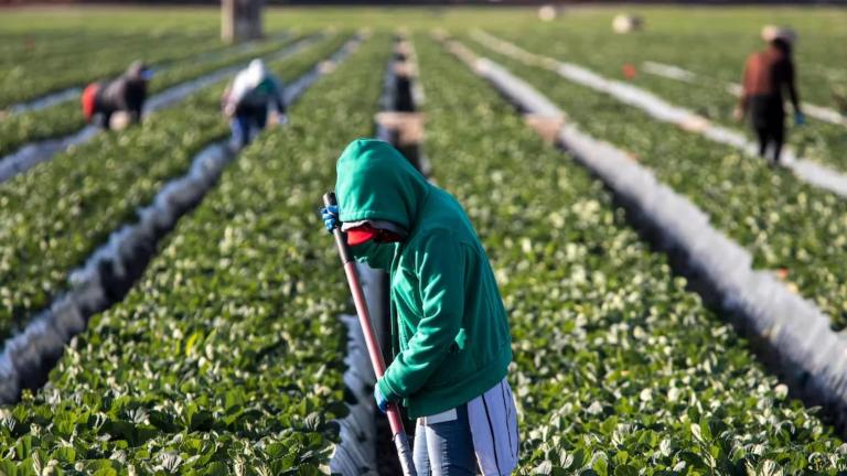 Altiplano Potosino, tierra de explotación laboral agrícola