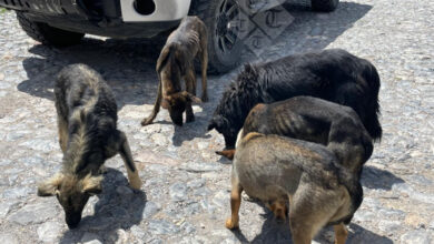 Aumentan lomitos callejeros en Real de Catorce; agonizan por falta de comida