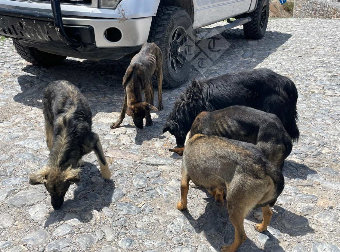 Aumentan lomitos callejeros en Real de Catorce; agonizan por falta de comida