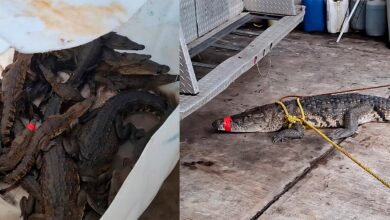 "Juanchos" invaden zonas urbanas de Tamaulipas tras intensas lluvias