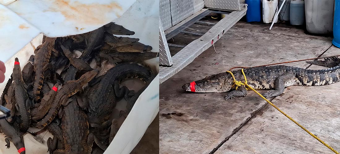"Juanchos" invaden zonas urbanas de Tamaulipas tras intensas lluvias