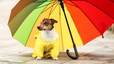 Recomendaciones para proteger a tus mascotas de las lluvias