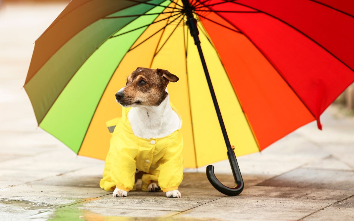 Recomendaciones para proteger a tus mascotas de las lluvias